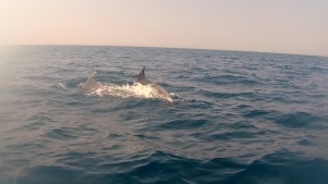 Dolphins off the coast of Castiglioncello