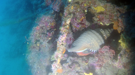 Il Tritone del Mediterraneo - Charonia Tritonis - the Giant Triton - intotheblue.it