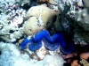 Maxima clam – Tridacna maxima – intotheblue.it-2018-05-16-16h21m00s491-1024×576
