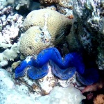 Maxima clam - Tridacna maxima