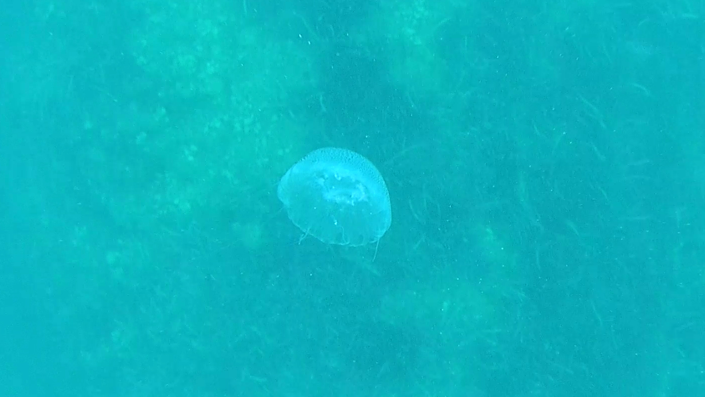 Medusa Jellyfish Aequorea forskalea - intotheblue.it
