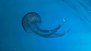 Jellyfish "Pelagia nocticula"