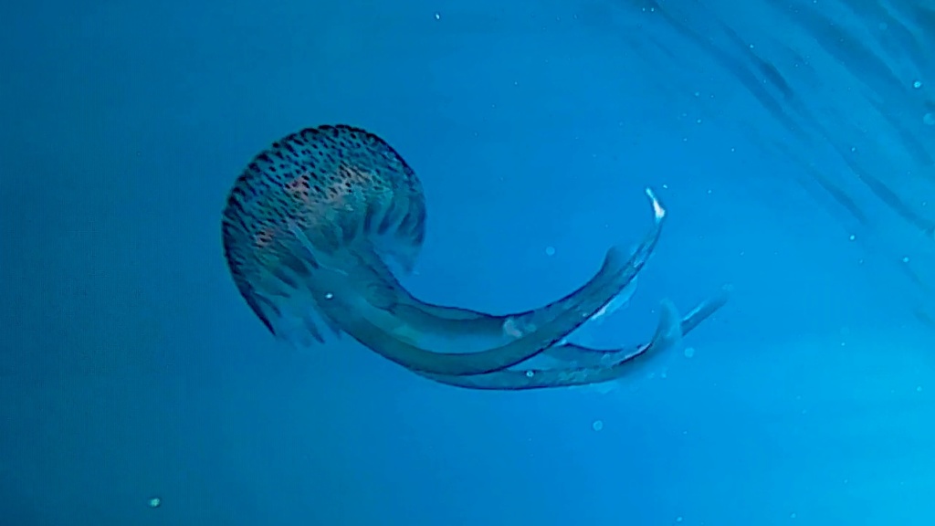 Medusa- Pelagia noctiluca