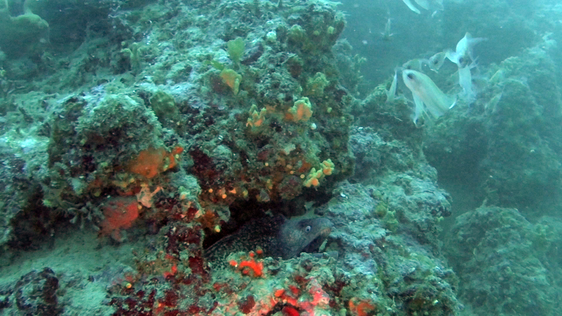 La Murena (Muraena helena) è un pesce osseo marino appartenente alla famiglia Muraenidae - intotheblue.it