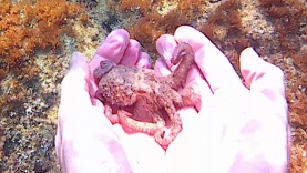 Octopus Vulgaris – intotheblue.it polpo-2017-07-22-21h08m29s235