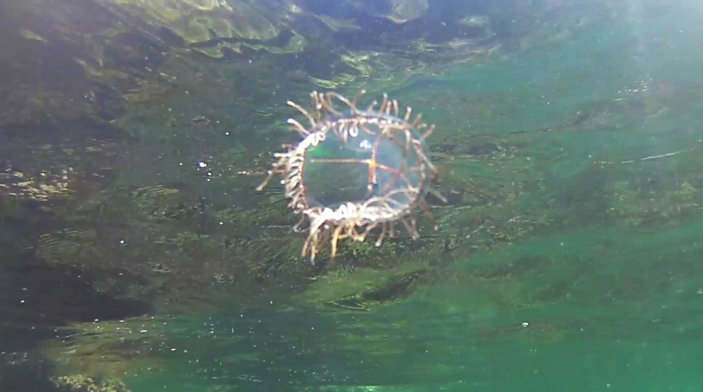 Olindias phosphorica Medusa Cigar jellyfish intotheblue.it