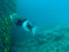 Pesce Balestra Triggerfish-2018-03-22-16h51m27s700-1024×576