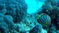 Pesce Farfalla di Meyer - Chaetodon meyeri