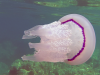 Polmone di Mare – the Barrel Jellyfish – Rhizostoma Pulmo – intotheblue.it-2019-12-29-20h59m37s415-1024×576