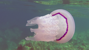 The Barrel Jellyfish