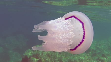 Il Polmone di Mare - the Barrel Jellyfish - Rhizostoma Pulmo - intotheblue.it