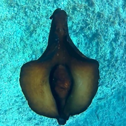 Lepre di mare - Aplysia depilans
