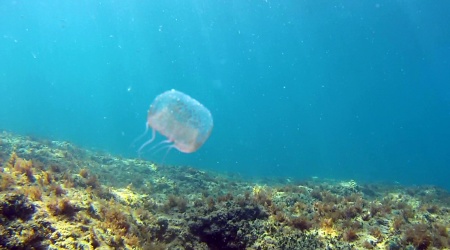 Medusa Olindias Phosphorica Jellyfish intotheblue.it