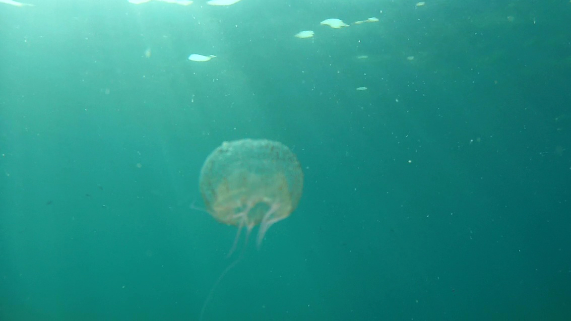 Medusa Olindias Phosphorica Jellyfish