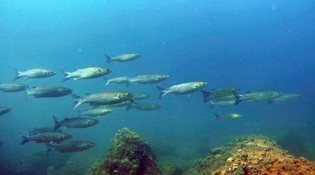 Muggine Cefalo Grey Mullet Mugil cephalus intotheblue