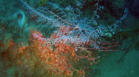 La Stella Gorgone - The Basket Star - Astrospartus mediterraneus - intotheblue.it