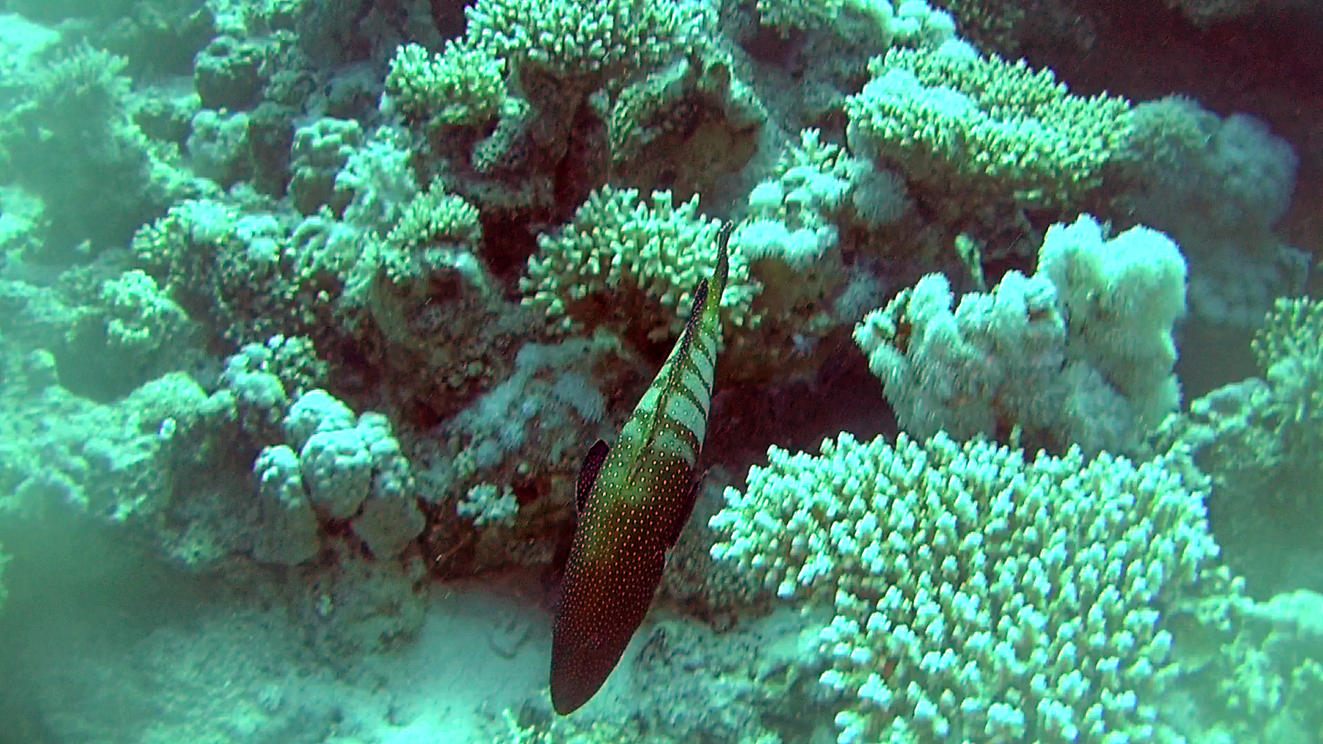 The Bluespotted Grouper