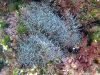 Alga Cystoseira brachycarpa – intotheblue.it-2020-01-29-14h08m22s252