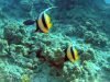 Il Pesce Farfalla Bandiera del Mar Rosso – The Red Sea Bannerfish – Heniochus intermedius – intotheblue.it-2020-02-01-20h48m21s508