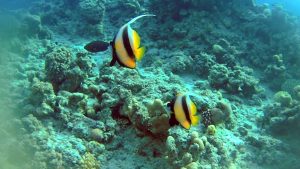 The Red Sea Bannerfish