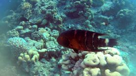 Il Tordo a gola rossa – The Red-breasted Wrasse – Cheilinus fasciatus- intotheblue.it-2020-01-31-17h30m05s584
