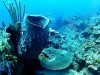 La spugna Barile – The giant Barrel sponge – Xestospongia muta – intotheblue.it-2020-01-11-16h13m02s519