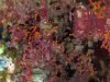 Myriapora-Truncata-Falso-Corallo-Briozoi-Briozoa-Intotheblue.it-2020-03-16-21h28m37s268