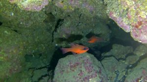 Pesce Cardinale o Re di Triglie Apogon imberbis