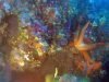 Stella Marina rossa – Echinaster sepositus – Mediterranean red Starfish – intotheblue.it-2019-11-27-10h35m01s307