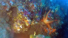 Stella Marina rossa – Echinaster sepositus – Mediterranean red Starfish – intotheblue.it-2019-11-27-10h35m01s307