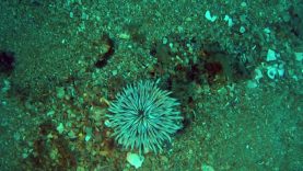 Anemone-grosso-Fat-anemone-Cribrinopsis-crassa-2020-06-29-15h54m32s644