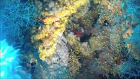 Margherita di Mare – Parazoanthus axinellae