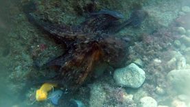Polpo Comune – Octopus vulgaris