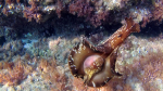 Lepre marina - Aplysia depilans - Depilatory sea hare - Ballerina spagnola del Mediterraneo - intotheblue.it