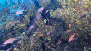 Anthias anthias - Swallowtail sea perch or Marine goldfish