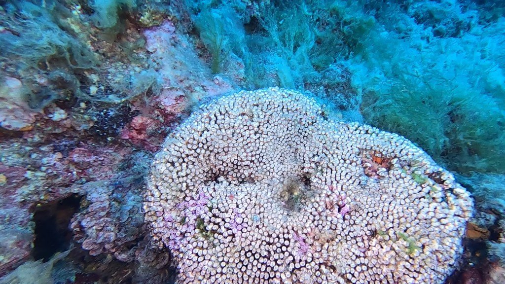 Cladocora caespitosa Madrepora a Cuscino cushion coral intotheblue.it