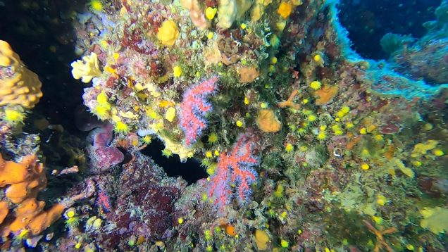 Corallo-rosso-Corallium-rubrum-Precious-coral-Red-Coral_intotheblue.it-2020-07-09-17h33m22s482