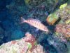 Serranus-cabrilla-Perchia-Comber-fish-intotheblue.it-2020-07-02-18h44m25s687