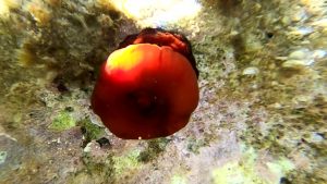Snorkeling - Beadlet anemone