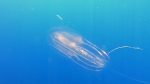 Bolinopsis vitrea - Ctenoforo di vetro e Gambero trasparente - Glass Ctenophore and Transparent Shrimp - intotheblue.it