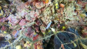 Nudibranchia - Felimare tricolor