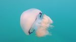 Medusa Polmone di mare Barrel jellyfish Rhizostoma pulmo intotheblue.it