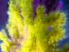 Rilascio dei gameti di Savalia savaglia – Release of gametes of Gold coral – intotheblue.it-2021-01-08-15h57m59s535