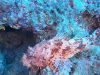 Scorfano rosso Scorpaena scrofa Red Scorpionfish intotheblue.it-2020-11-08-20h43m48s303