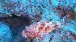 Scorfano rosso Scorpaena scrofa Red Scorpionfish intotheblue.it