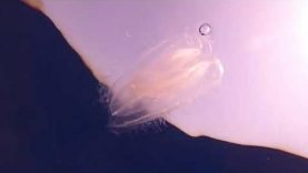 Bolinopsis vitrea – Ctenoforo di vetro e Gambero trasparente