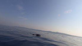 Cetacean sanctuary: meeting with Dolphins and Humpback whales