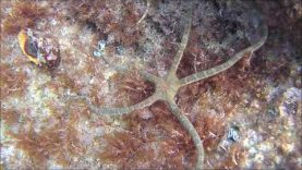 Funny brittle Starfish