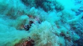 Sea Snot or marine Mucilage