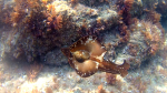 La Lepre Marina – Aplysia depilans – Ballerina Spagnola del Mediterraneo – Depilatory Sea Hare – intotheblue.it